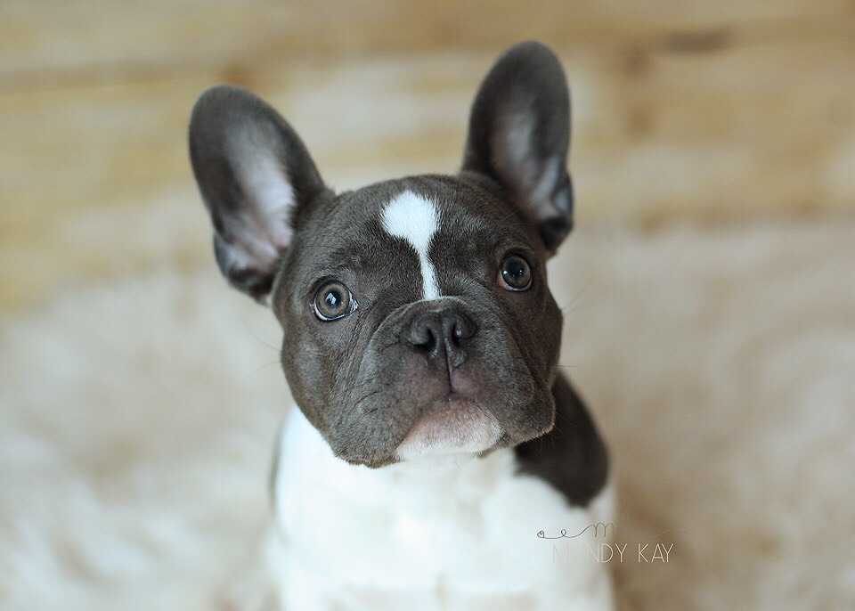 Studs | Diamond Doll Frenchies LLC