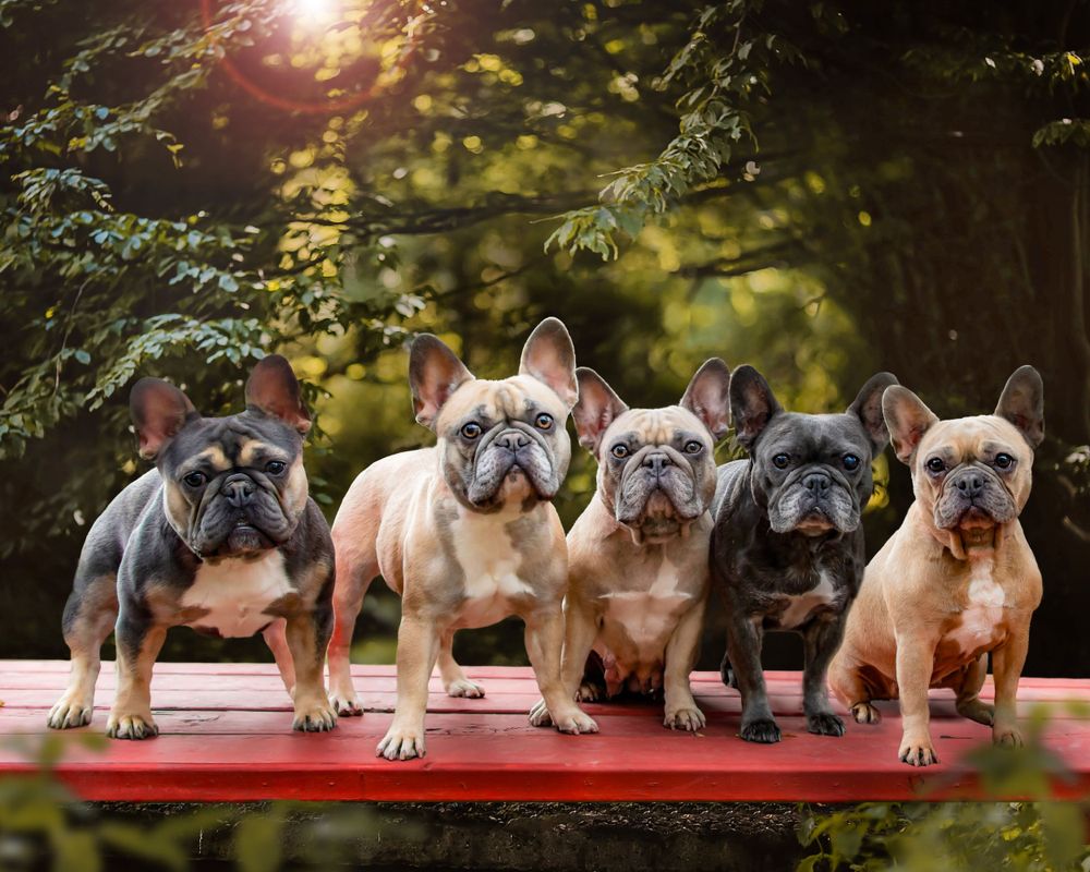 5-dogs-on-table